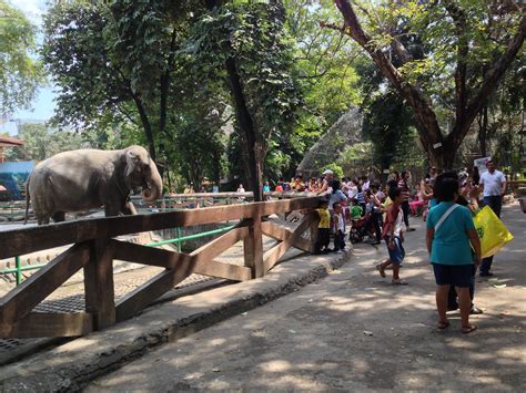 mali elephant in manila zoo